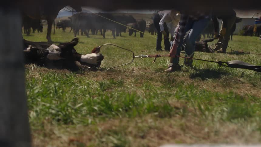 Cowboys drag a cow across the ground in order to brand the animal