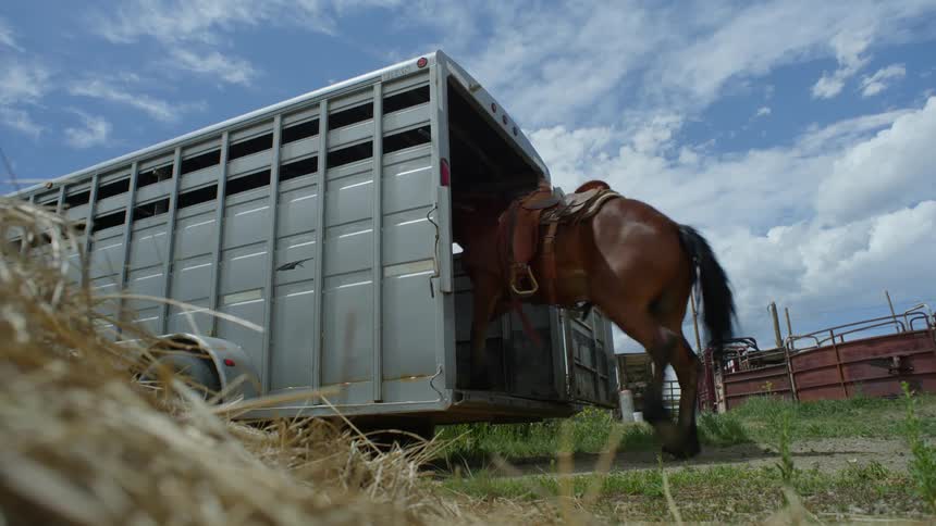 A man leads a horse into a trailer