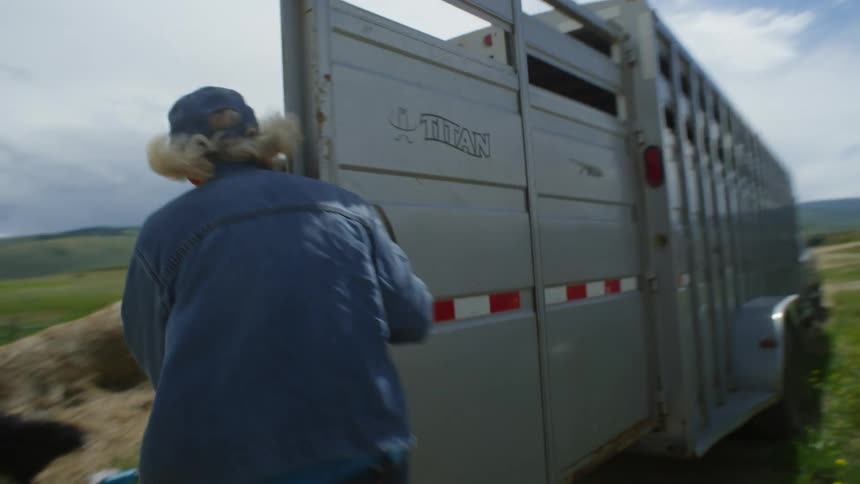 Horse entering inside a container of a pickup truck