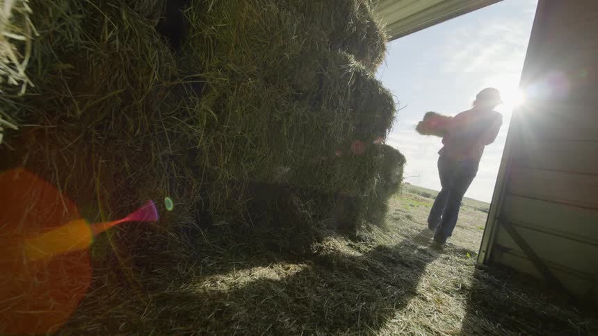 Woman in a barn picking up dry grass for food
