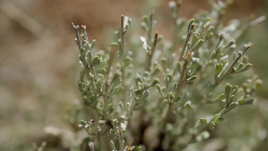A small plant growing in nature in the spring