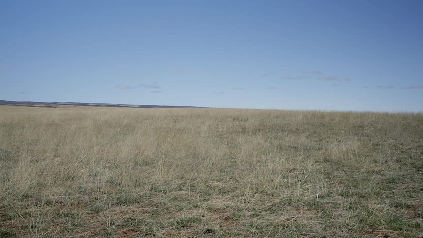 Dead and dying grass cover an enormous grassy plain