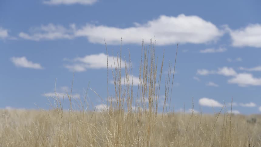 A clip of an open plain land