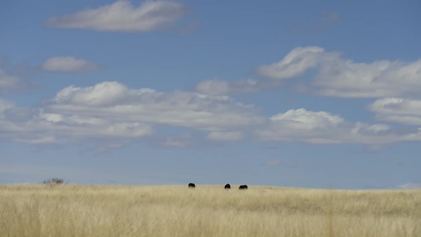 Small herd grazes in tall grass on a cloudy day