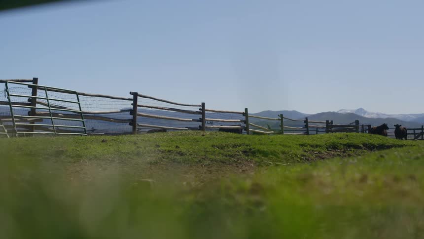 Two cows in a grassy field near a wooden fence