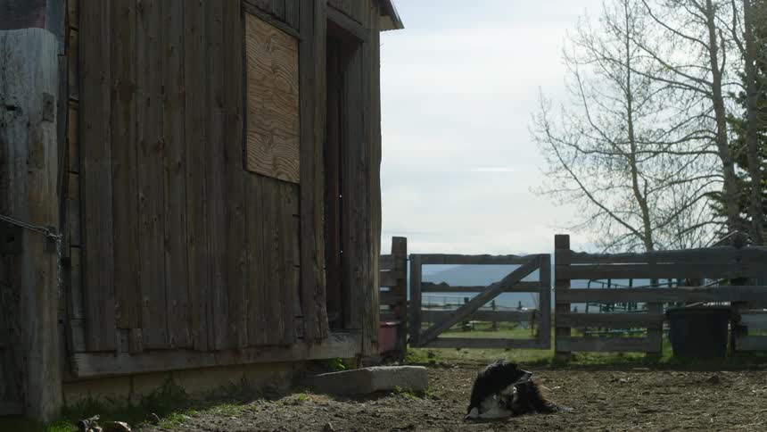 Two women coming out of a wooden shed with horse equipment and a dog lying next to it