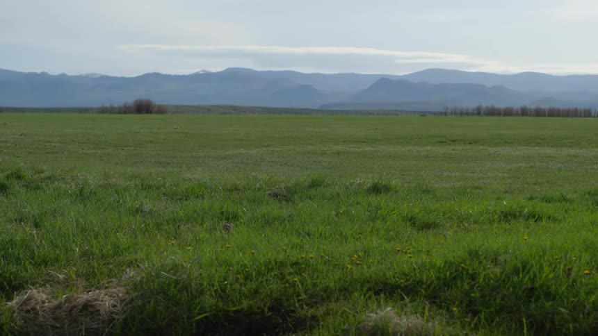 A grassland in springtime with a mountain range in the distance