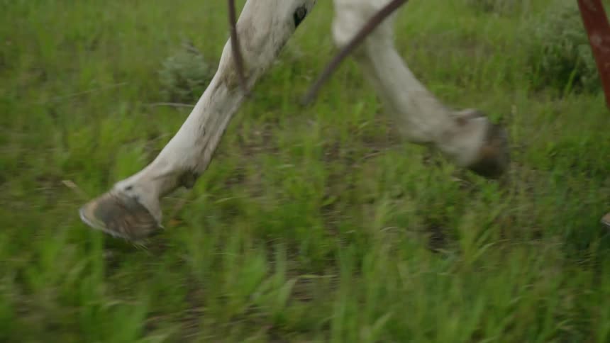 A horse trots and runs over a grassy plain