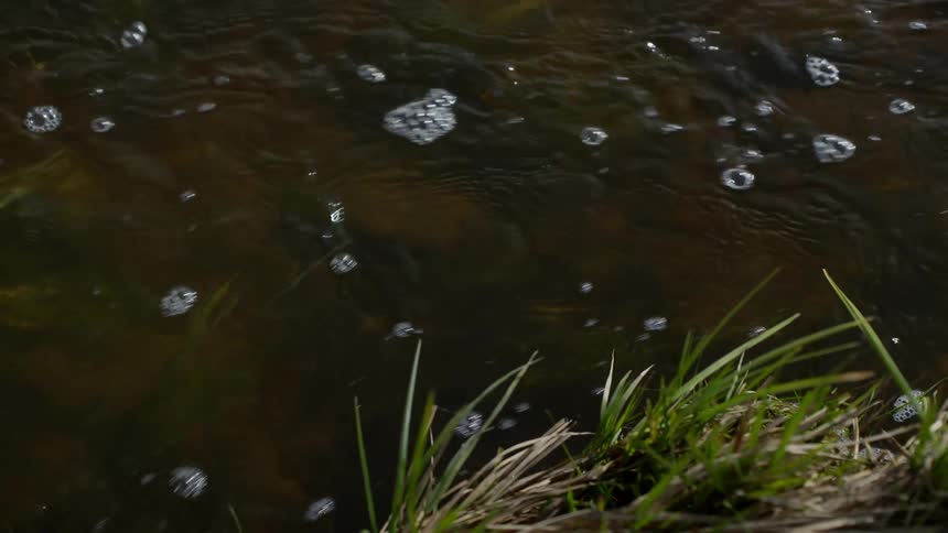 Slightly foamy water floats down a stream and past a wad of grass