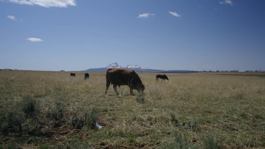 Cows in a large field with mountains in the background