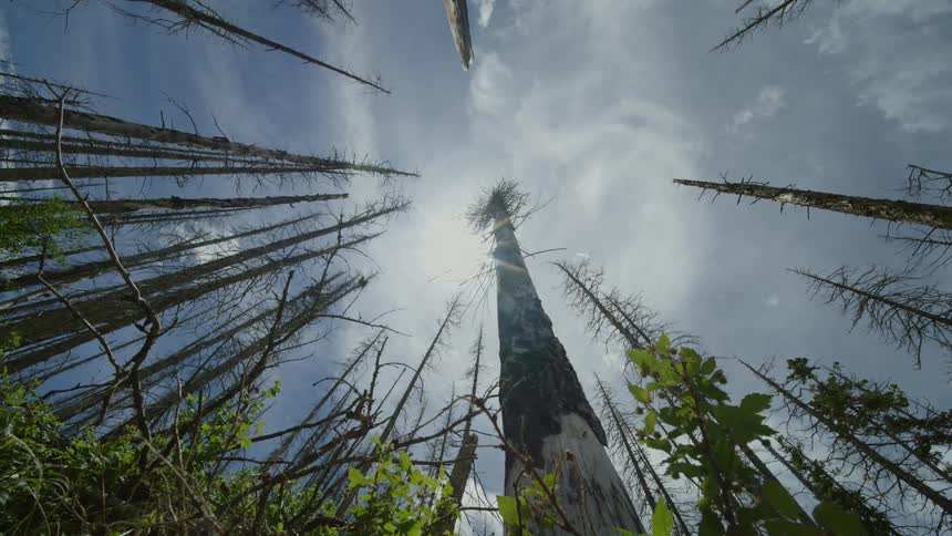 Upward view of the long trunk of a tree in a forest