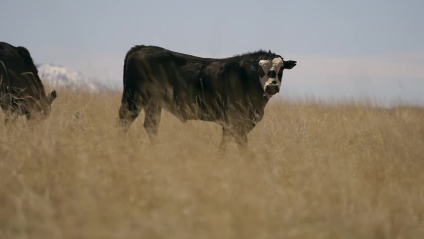 Two angus cattle walking through a pasture with dry grass