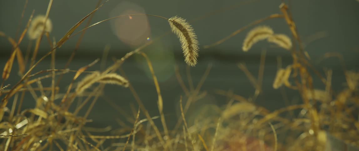 Close up of grass seed heads rustling in the breeze
