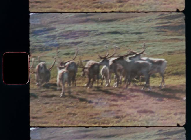 A herd of reindeer walk together on the grass