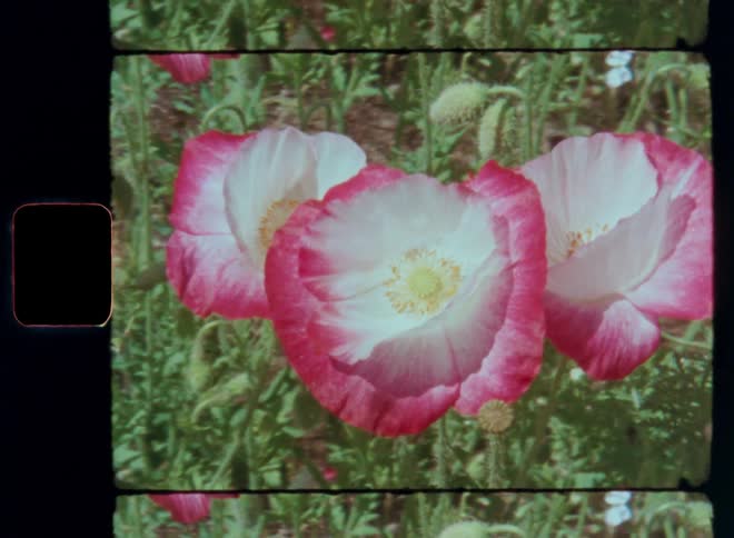 Four pink and white poppies in a field