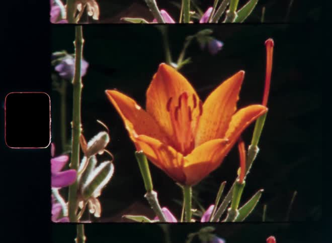 A large orange flowers grows outdoors next to purple and pink flowers