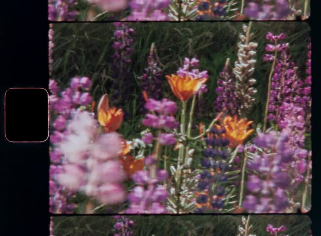 Flowers of different species and colors in a garden