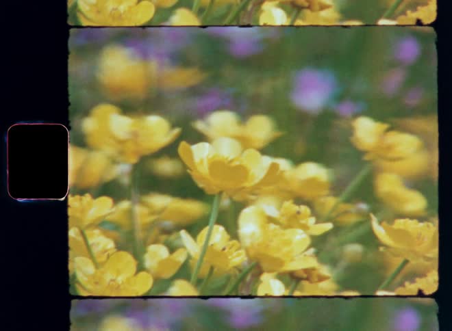 Yellow flowers in a garden