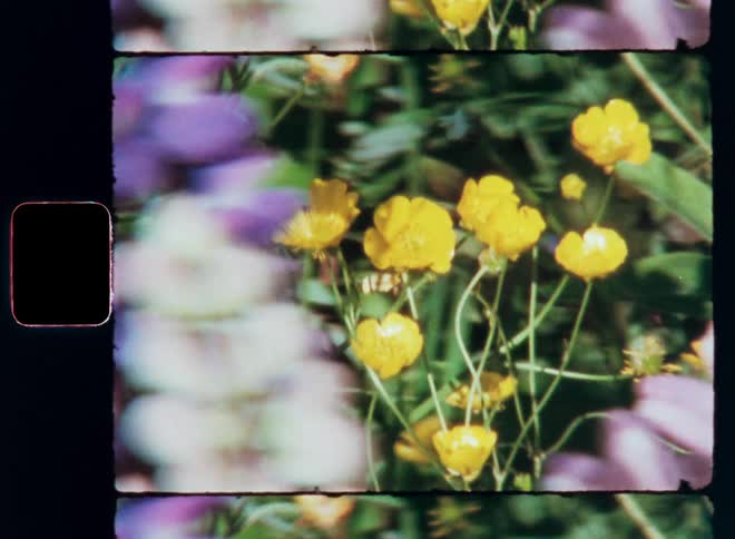 Garden with purple and yellow flowers and green leaves