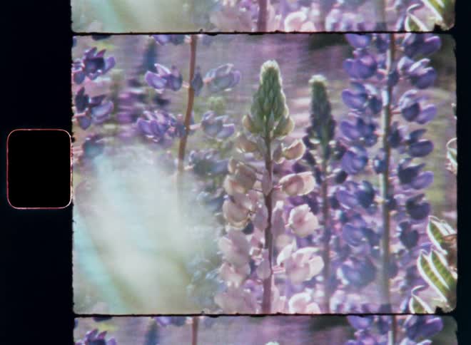 Various purple lavender flowers from an old image