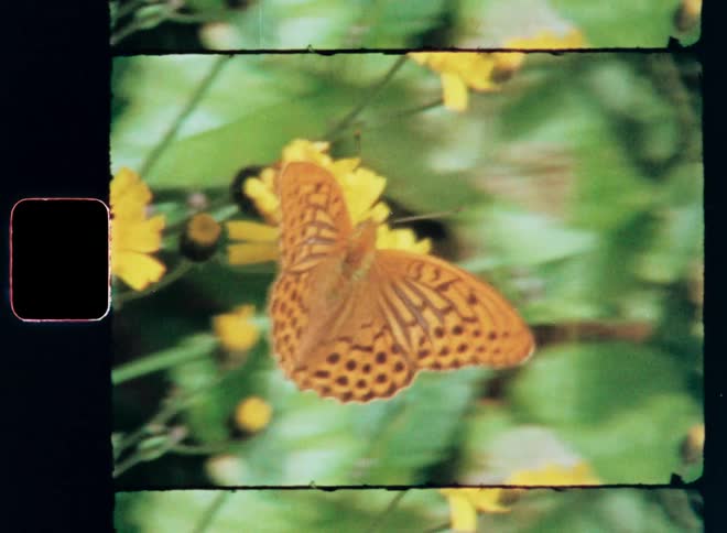 A butterfly flies from one yellow flower to another one