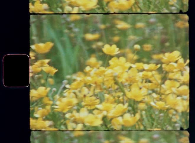 A field of vibrant yellow flowers captured on vintage film