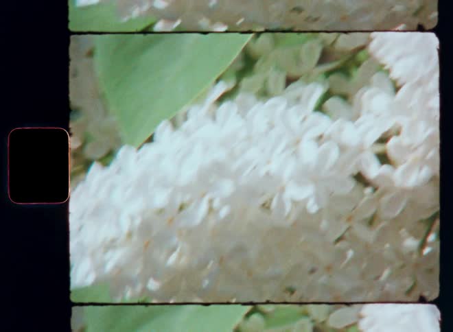 White flowers clusterd in a cone shape swaying in the wind