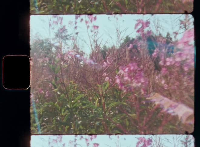 Dynamic Super 8mm footage of pink fireweed flowers growing in a grassland on a sunny summer day with bright sunshine glaring and creating vintage lens flare with nostalgic vibe and hand held camera movement