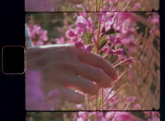 The hand of a white young girl touches the soft and gentle flower petals of a pink fireweed plant while contemplating and connecting or interacting with nature and enjoying inner peace and tranquillity with nostalgic spring or summer vibes