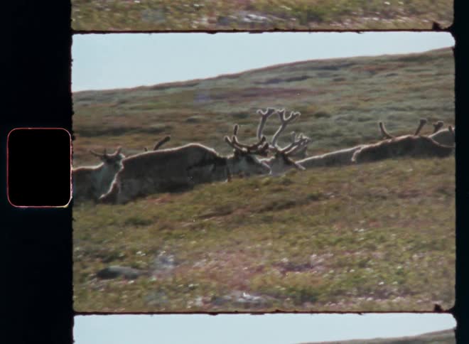 Antlered deer climbing a mountain