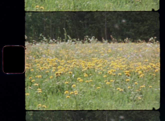 A meadow of yellow and white wildflowers on a sunny summer day