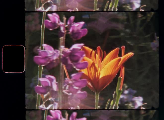 Closeup of vibrant purple and orange flowers with green stems