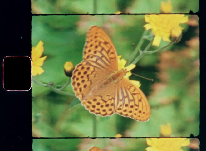 Close up of a butterfly on a yellow plant