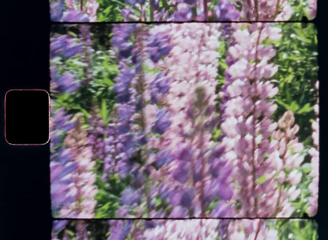 Several purple colored lavender plants illuminated by sunlight and seen by an old image