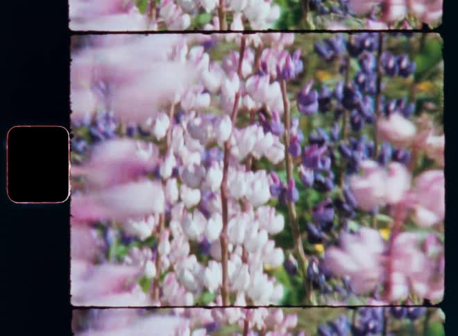 Colorful long stems flowers flowing in the wind outdoors