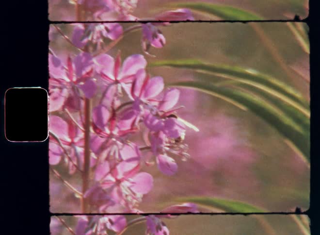 A wild honey bee flies and lands on pink fireweed flowers collecting nectar and pollinating the blossoming field of plants in the garden or field with great bio diversity on a sunny springtime day with warm summer vibes