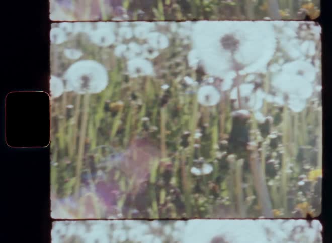 Woman in a garden blowing a dandelion