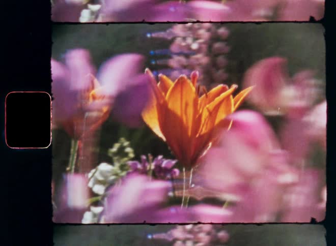 Closeup of flowers of different species and colors with reflection of sunlight