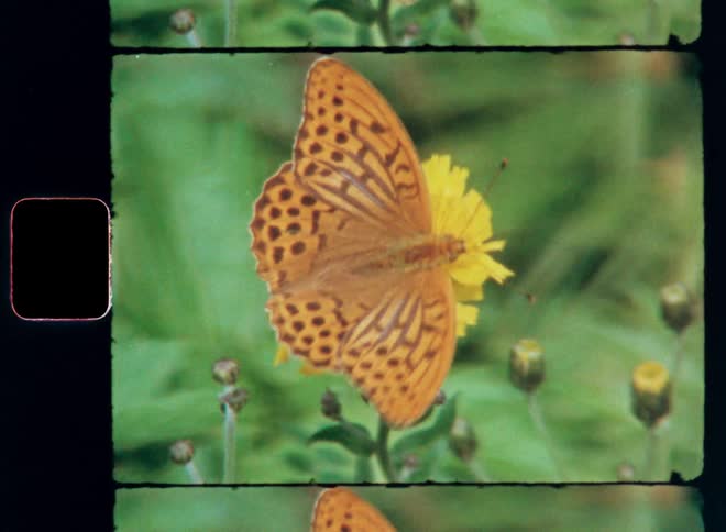 A close up clip of a butterfly perching on a yellow flower