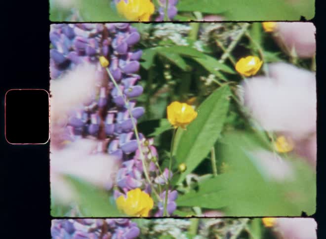 Yellow and purple flowers grow in a field in the summer