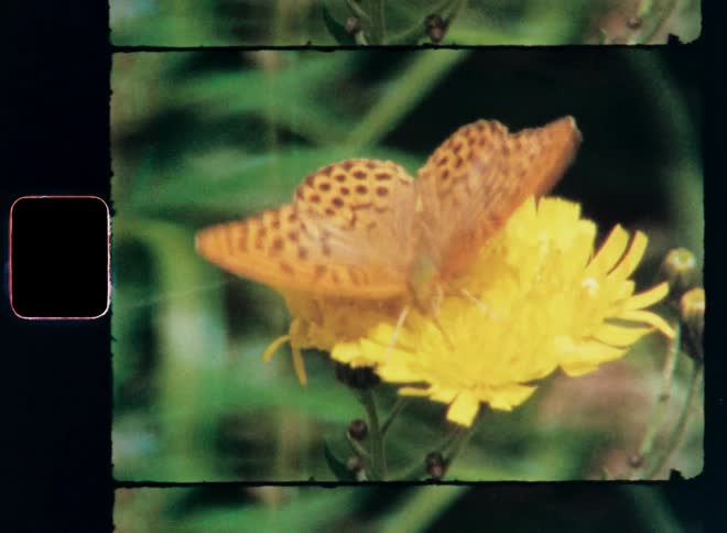 A butterfly is standing on a flower