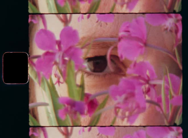 A pretty young woman with natural beauty holds purple flowers over her face and blinks her brown eye as she looks through the pink petals or floral leaves covering her pristine skin on vintage film reminiscent of a nostalgic perfume commercial