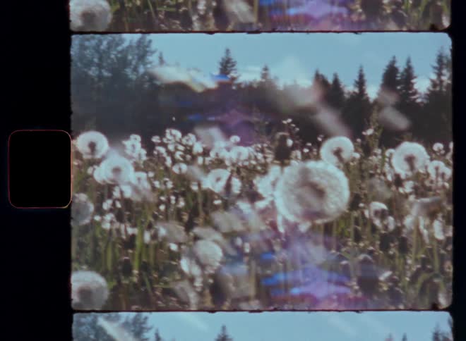 Close up of dandelions in a garden with trees in the background