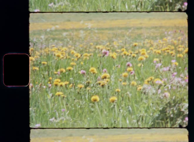 Garden with yellow and pink flowers
