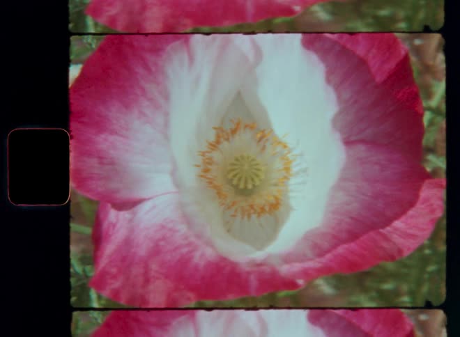 A pink and white poppy sways in the breeze in a green field