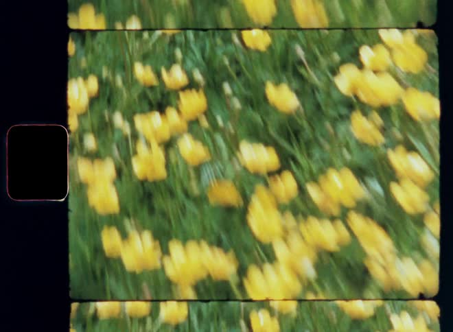 Yellow flowers in a garden