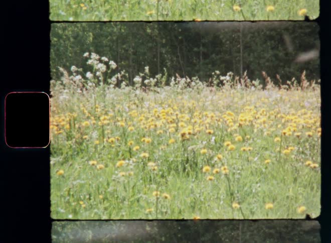 Bugs fly over a field filled with white and yellow flowers