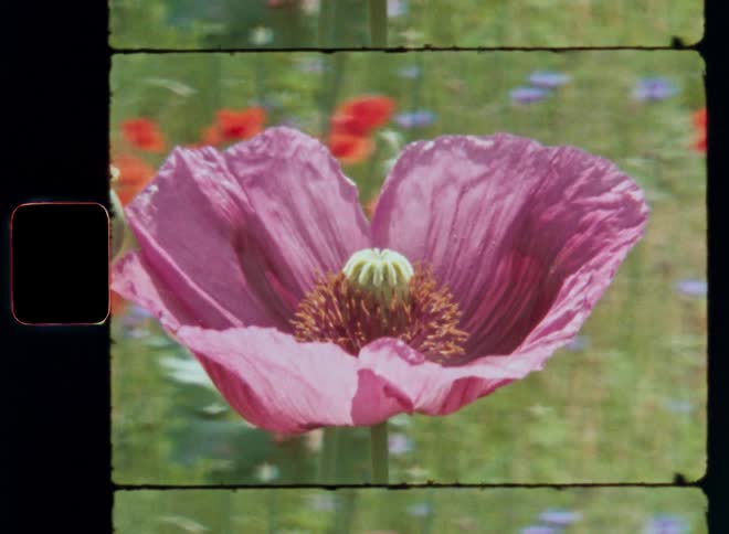 Close up of a pink flower in a garden