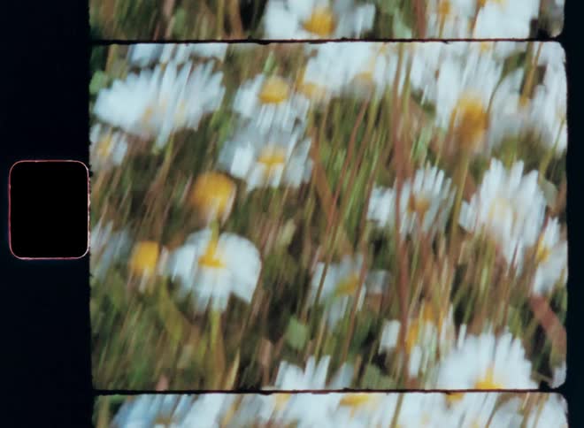 White flowers fill the garden