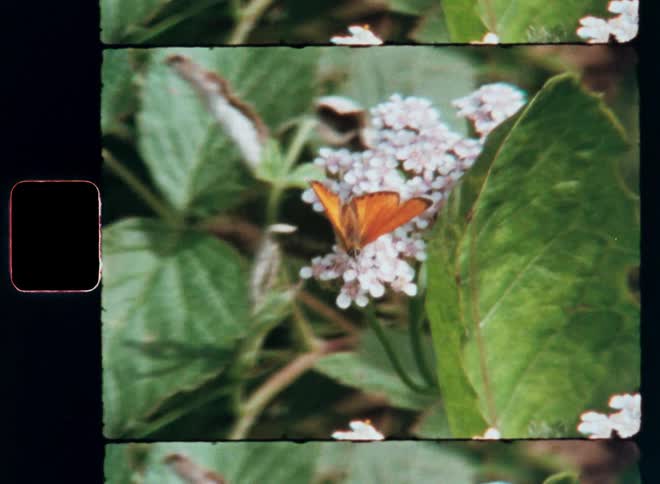 An orange butterfly flutters while it sits on a white flower